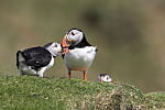 oiseaux shetland 282855