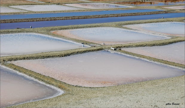 Les Marais salants de l'Île de Ré