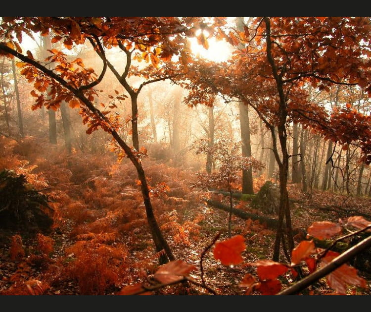 For&ecirc;t embrum&eacute;e