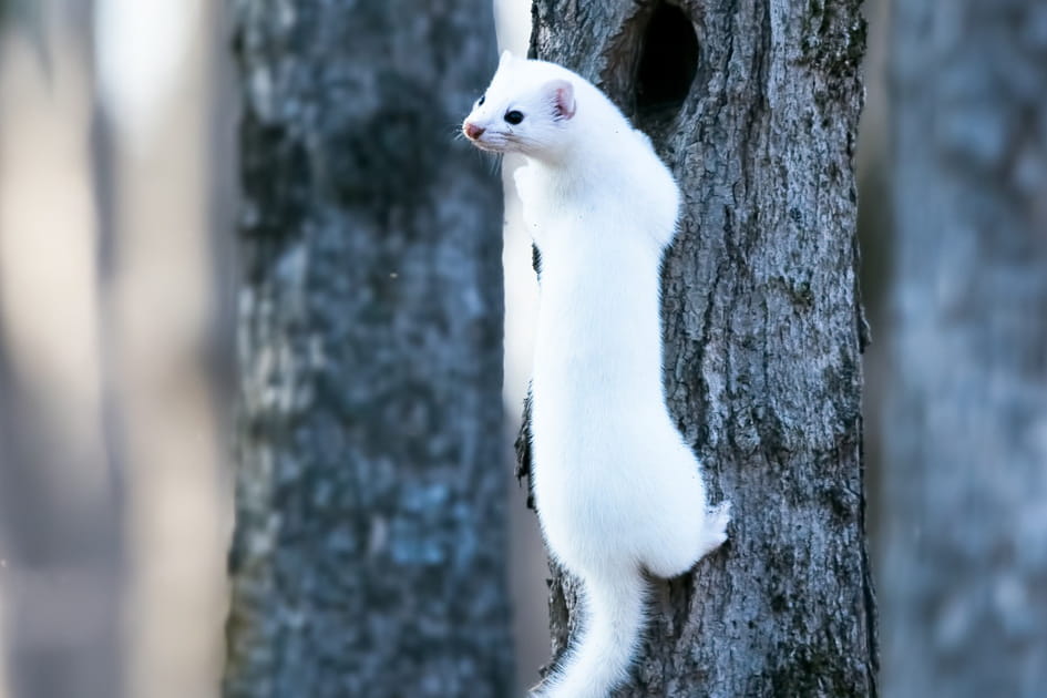 L&rsquo;hermine dans le parc des &eacute;crins