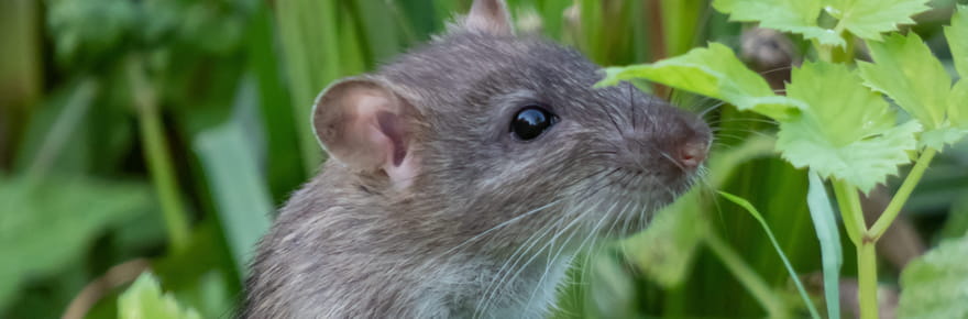 Une feuille suffit pour s'en d&eacute;barrasser&nbsp;: ce rem&egrave;de naturel &eacute;loigne les rats et souris tout l'&eacute;t&eacute;