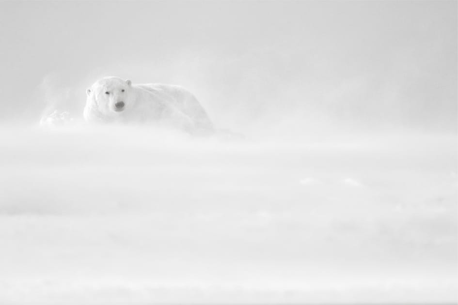 Ours dans la brume