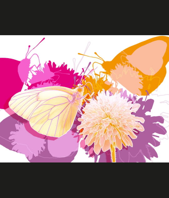 Coup de coeur Papillon #1