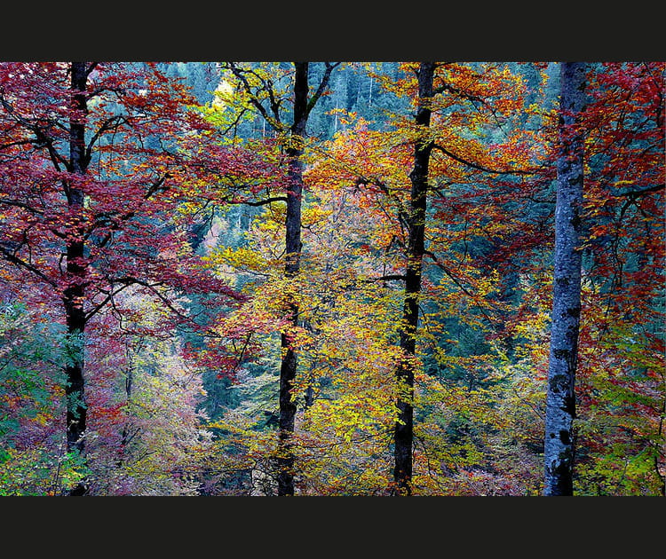 D&eacute;grad&eacute; de couleurs