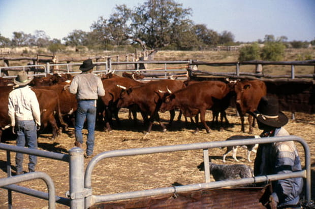 Bétail des Kimberleys