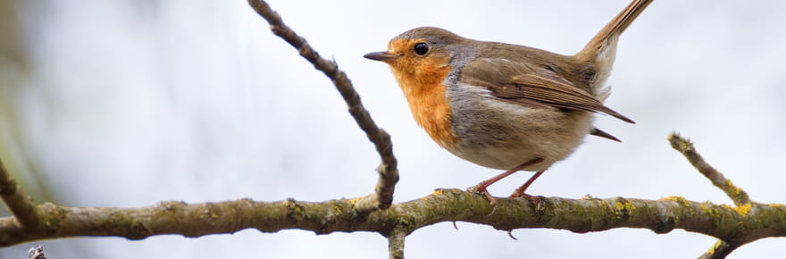 Mieux que les graines&nbsp;: les oiseaux vont affluer dans le jardin tout l'hiver si vous y placez un simple objet