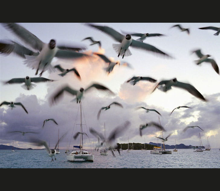 L'envol&eacute;e des oiseaux