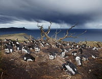 Patagonie dernier paradis sauvage : La richesse des côtes