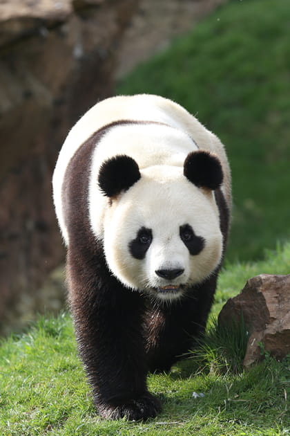 Le ZooParc de Beauval