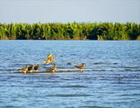 Deltas du monde : L'Irrawaddy : Le monde fascinant de la mangrove