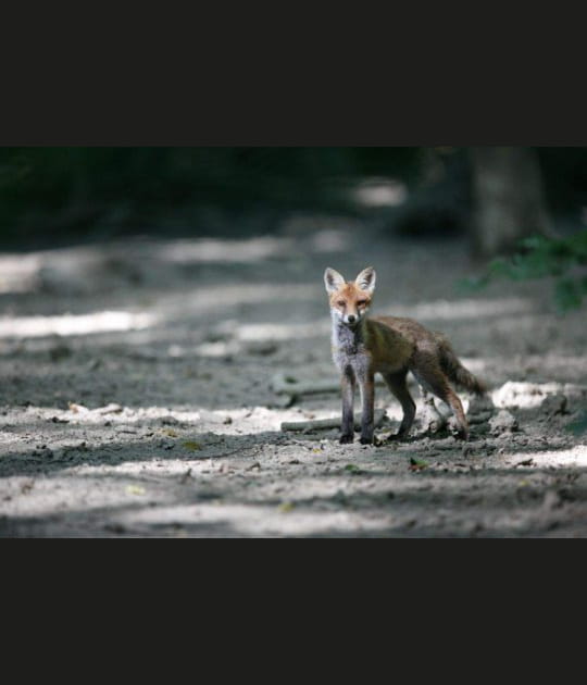 Tr&egrave;s rus&eacute; le renard