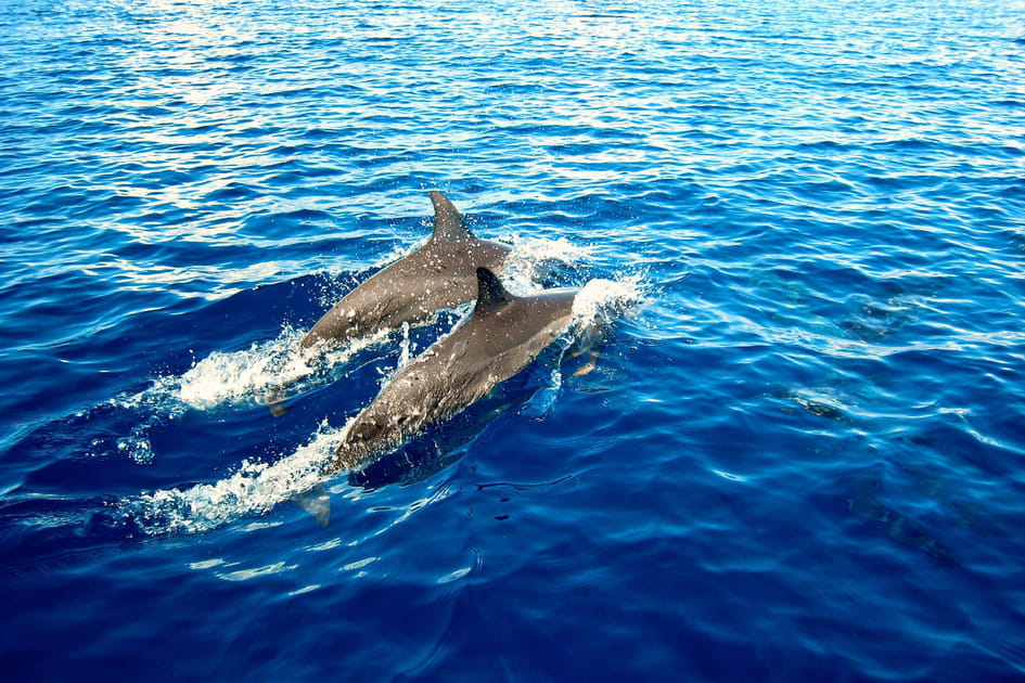 Nager avec les dauphins