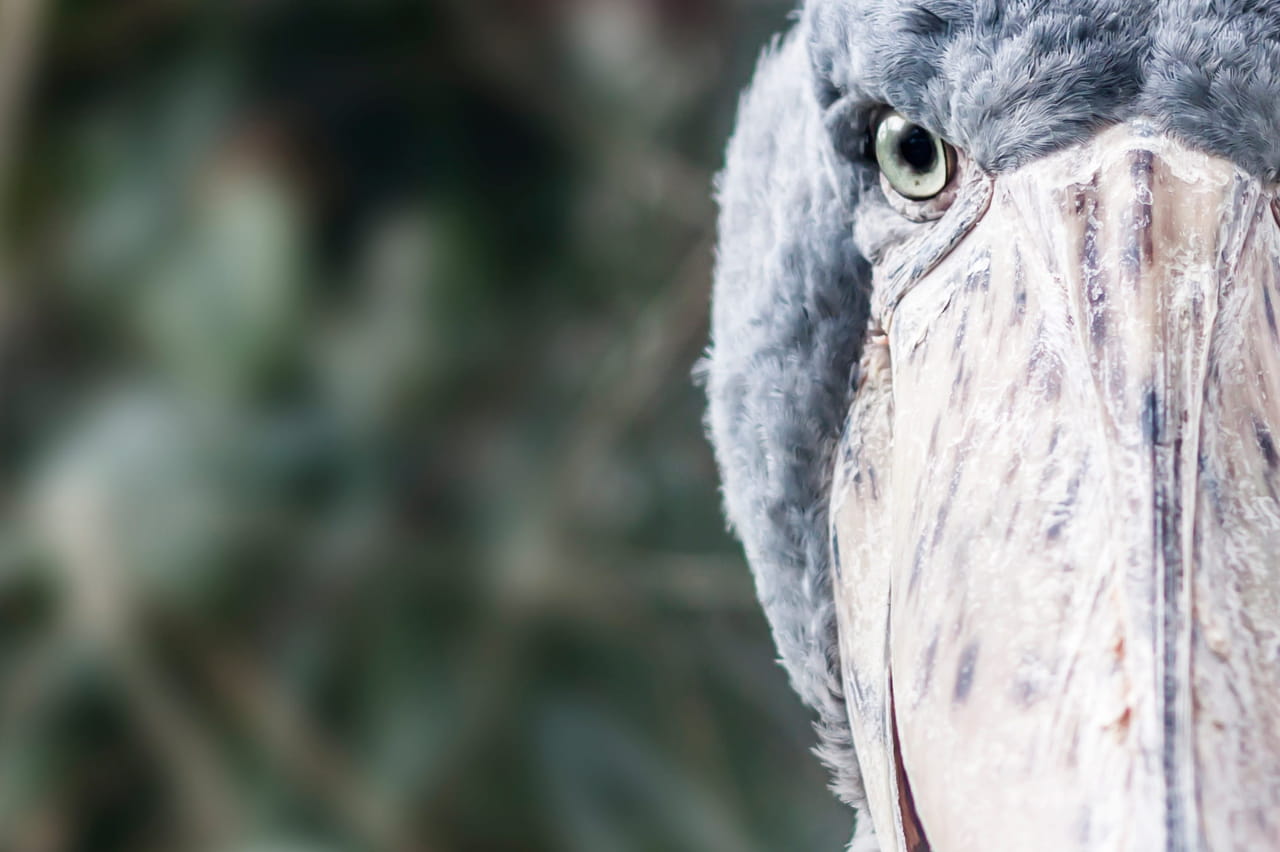 Un oiseau ressemblant à un dinosaure se pose au milieu d'un bateau de touristes, c'est la panique à bord