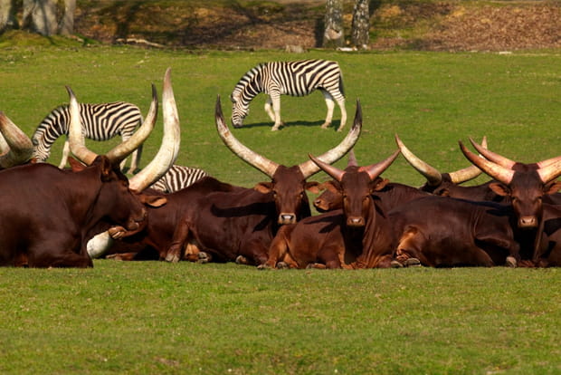 La réserve animalière