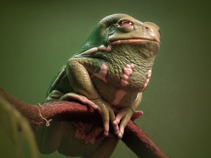 Grenouille monstrueuse