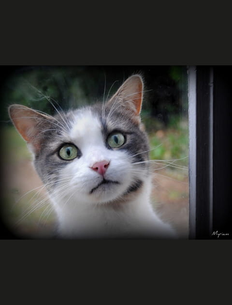 Le chat curieux