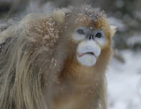 Les merveilles cachées de l'hiver : La frontière de glace de l'Amérique
