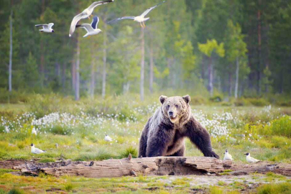 Attention, ours en vue !