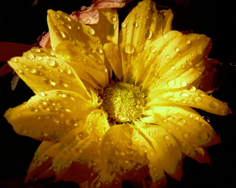 Sous la ros&eacute;e