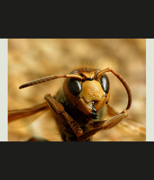 Frelon, apr&egrave;s l'averse
