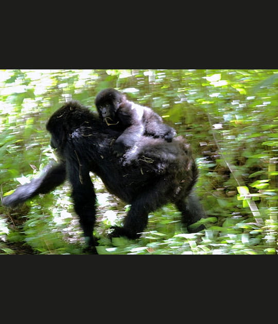 La fuite de la petite famille