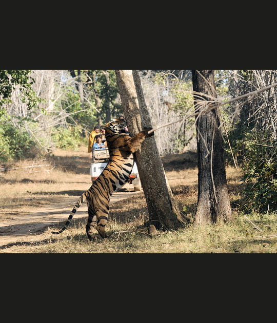 Les &quot;alarm call&quot; pour identifier les tigres
