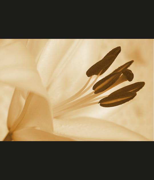 Intimit&eacute; florale