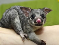 La guerre des opossums