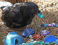 Caméras espions en terre animale : Esprits rebelles