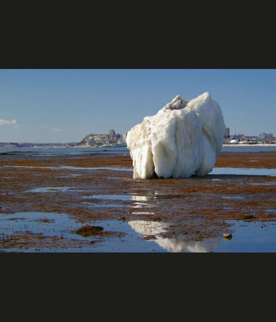 La molaire de glace
