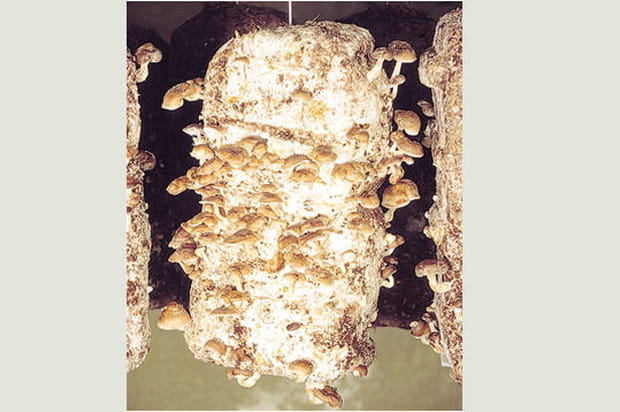 "Pavé" de shi-také