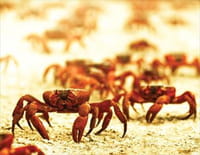 Migration sauvage : Le crabe de l'île Christmas