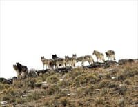 Le retour des loups : Une chance pour le parc de Yellowstone