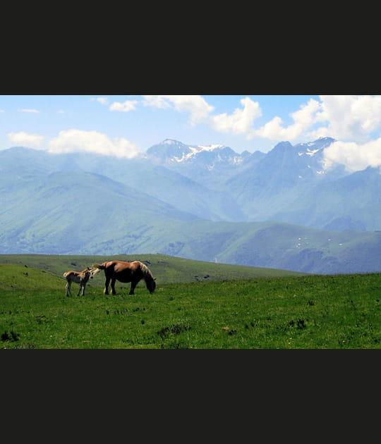 Chevaux dans la massif de N&eacute;ouvielle