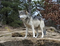 Suprême Animal : Le cochon, le loup et le corbeau