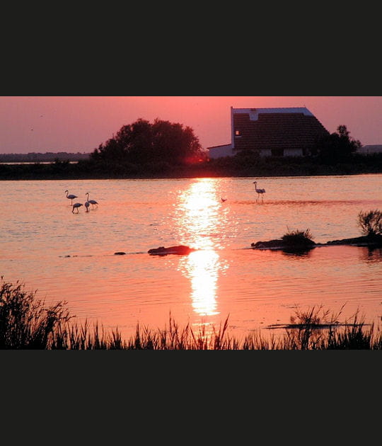 Flamants roses sur les Launes