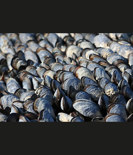 Tapis de moules