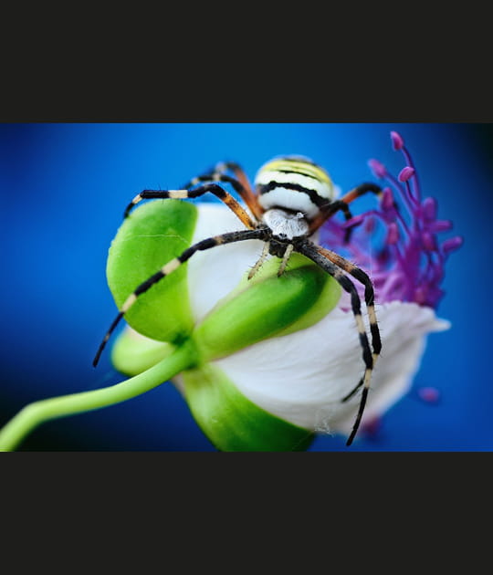 Argiope bruennichi