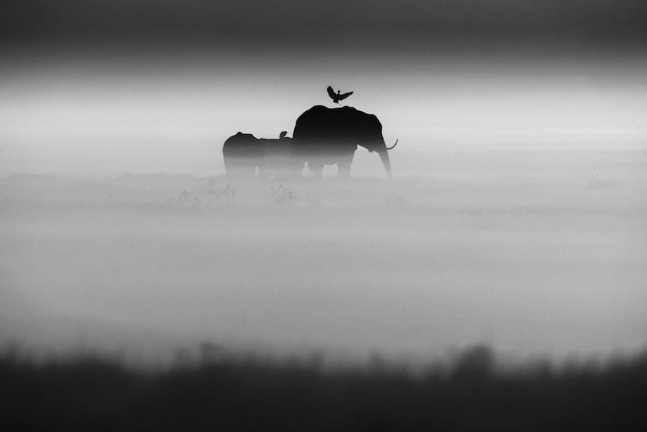 El&eacute;phants dans la brume