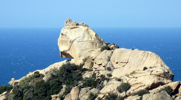 Le lion de Roccapina