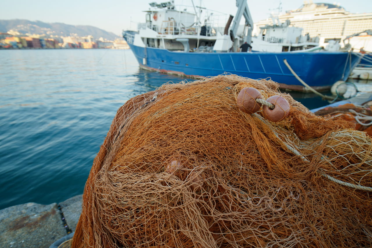 Cette espèce invasive arrive par la Méditerranée, les pêcheurs alertent
