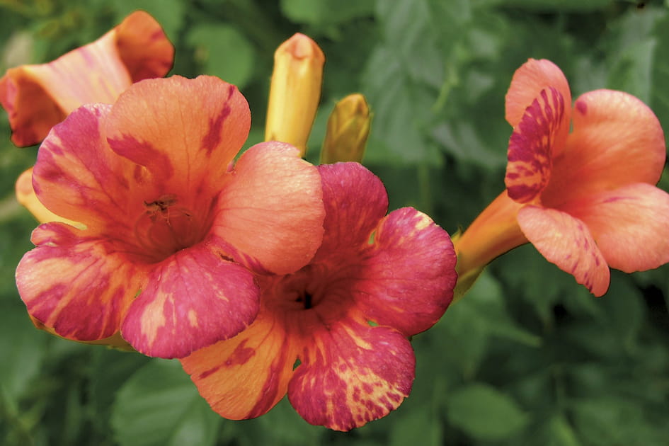 De nouvelles trompettes color&eacute;es : Bignone &quot;Orangeade&quot;