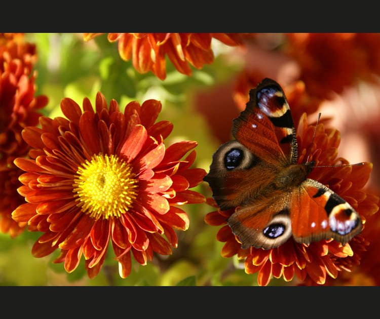 Automne